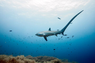 A thresher shark