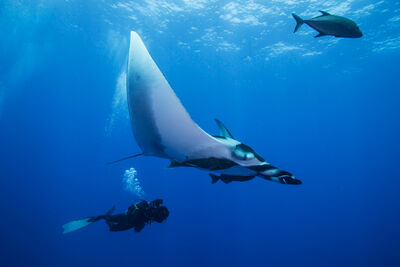 Divers with giant manta ray.