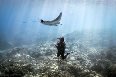 Manta ray and diver in Indonesia.