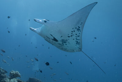 Manta ray in Palau.