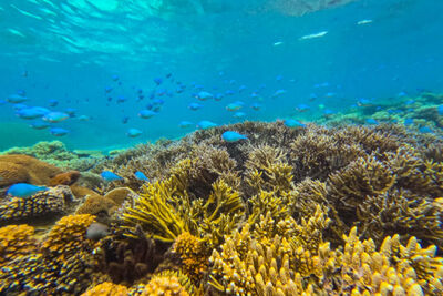Coral reef in Bali, Indonesia.