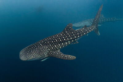 Whale shark in Raja Ampat, Indonesia.