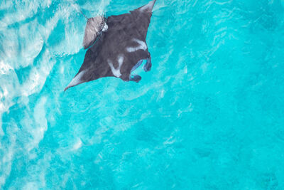 Manta ray in Halmahera, Indonesia.