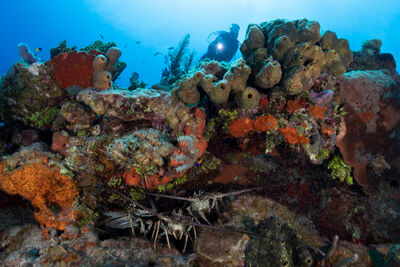 Coral in the Cayman Islands