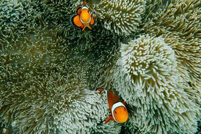 Coral & clownfish.