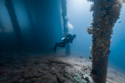 Diver in the Banda Sea