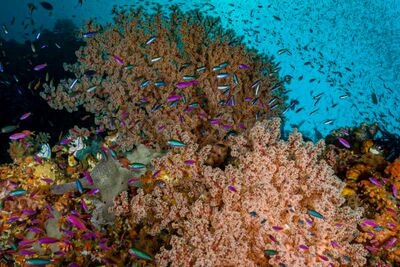 Reef scene in Halmahera, Indonesia