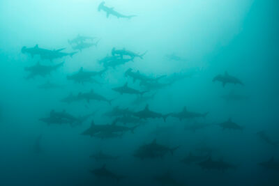Hammerheads