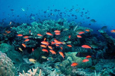 School of redfin anthias, Papua New Guinea.
