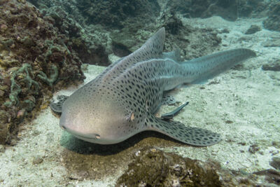 Zebra shark in Thailand