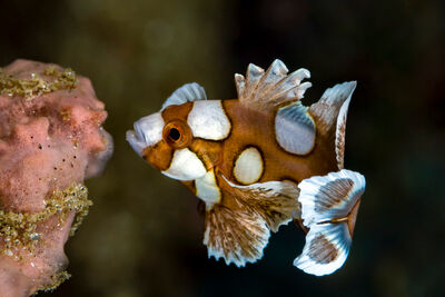 Juvenile harlequin sweetlips in Indonesia