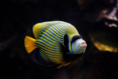 Adult emperor angelfish
