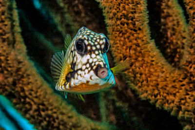 Adult smooth trunkfish in the Caribbean Sea
