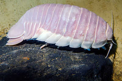Giant isopod