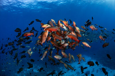 Red snapper spawning in Palau