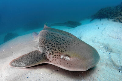 leopard shark