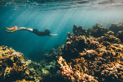 coral diving