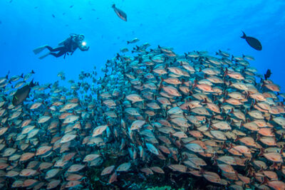 Diver next to shoal of fish