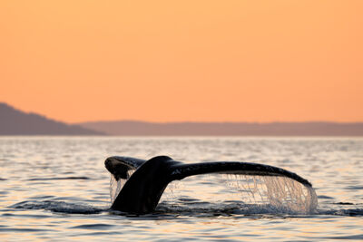 humpback whale, Australia