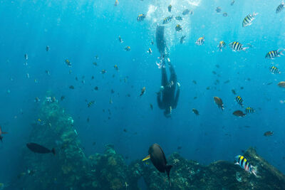 Diving in Indonesia