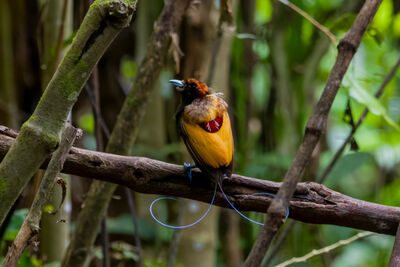 Indonesia birdlife