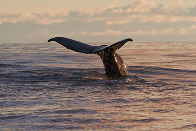 Humpback whale
