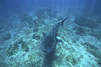 Shark underwater in the Philippines