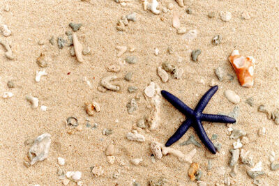 Starfish on beach in Fiji