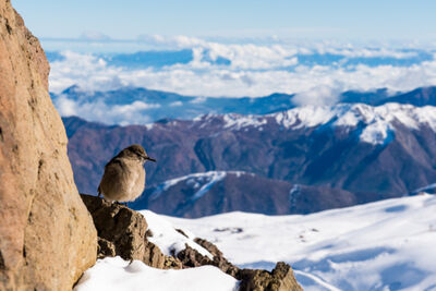 El Colorado ski resort in Chile