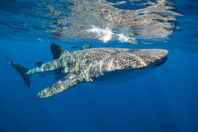 Whale Shark