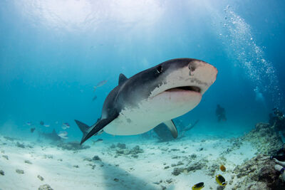 Tiger Shark