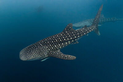 Whale shark