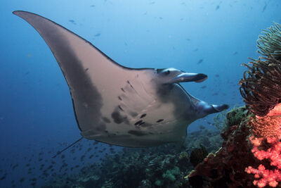 Manta ray