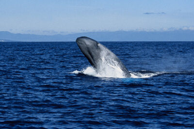 Blue whale in the Azores