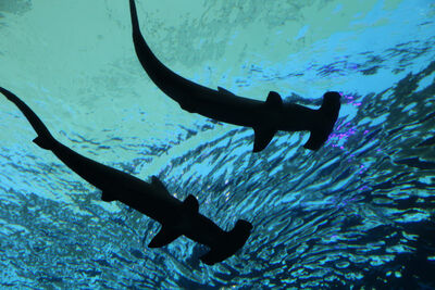 Hammerhead Sharks