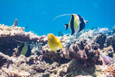 Angelfish