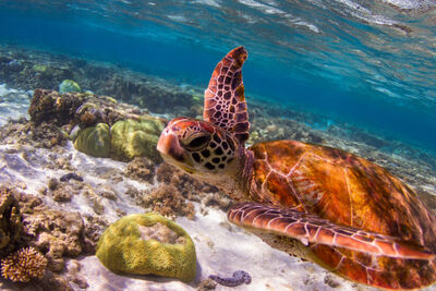 Turtle