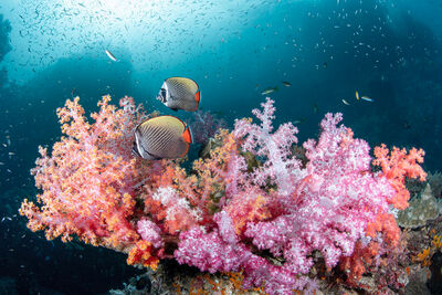 Coral in Thailand