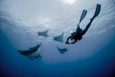 Manta rays scuba diving