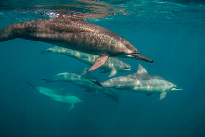 Dolphins macro diving
