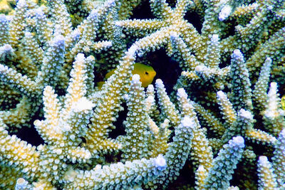 Macro diving