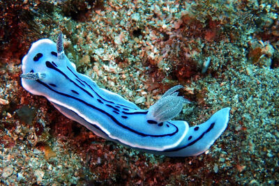 Nudibranch