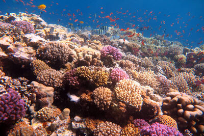 Coral reef