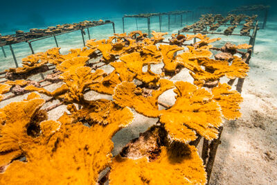 Coral conservation