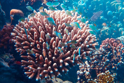 Coral and fish