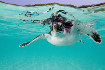 Turtle