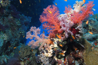 Gota Kebir St John's Reef in Egypt