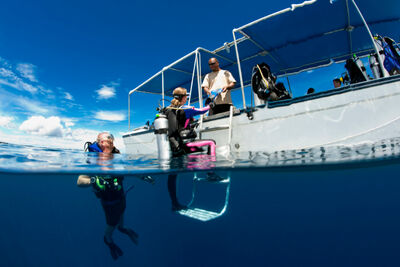 Divers using easy ladder in Palau