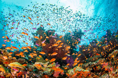 Soft corals in Fiji