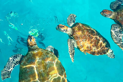 Turtles in the Bahamas